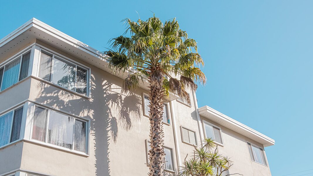 palm tree in front of white building in the daytime